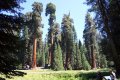 sequoia_img_4677.jpg