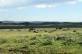yellowstone-img_2199.jpg