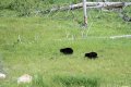 yellowstone-img_2338.jpg