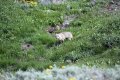 yellowstone-img_2309.jpg
