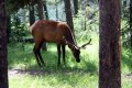 yellowstone-img_2124.jpg
