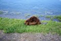yellowstone-img_2184.jpg